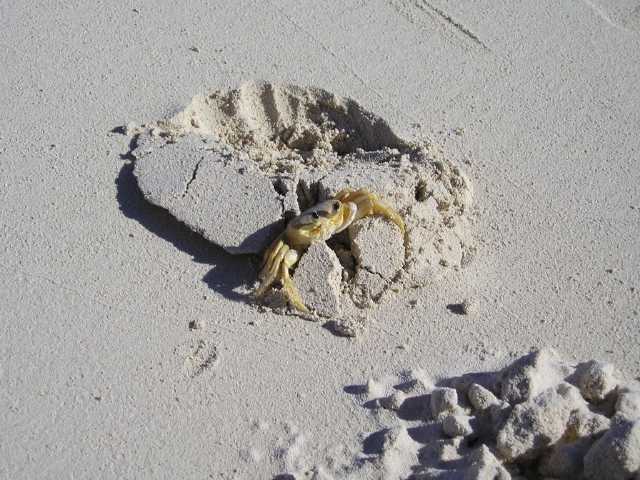 Krabbe am Strand bei Hooper's Bay