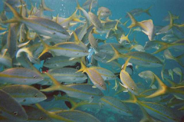 Yellow-tailed Snapper
