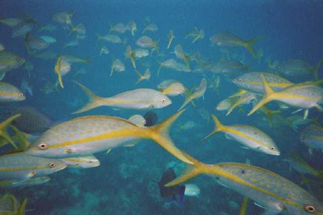 Yellow-tailed Snapper II